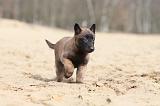 MALINOIS 633